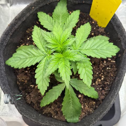 Purple Punch Auto growlog timeline photo