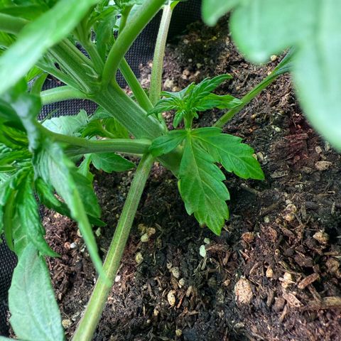 Purple Punch Auto growlog photo: Vorblüte