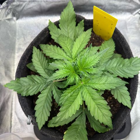 Purple Punch Auto growlog photo: Vorblüte