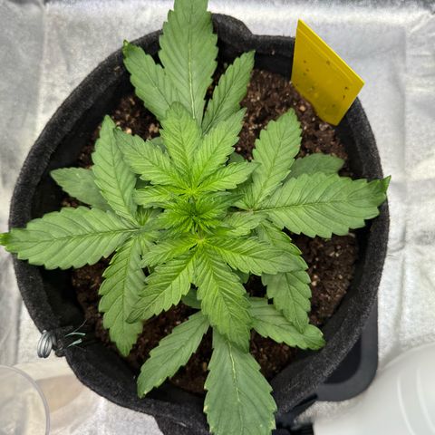 Purple Punch Auto growlog timeline photo