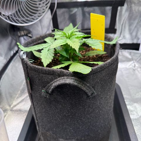 Purple Punch Auto growlog timeline photo