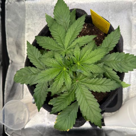 Purple Punch Auto growlog timeline photo