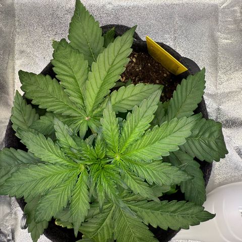 Purple Punch Auto growlog timeline photo
