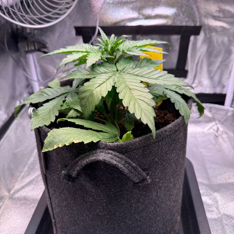 Purple Punch Auto growlog timeline photo