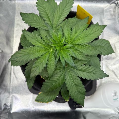 Purple Punch Auto growlog timeline photo