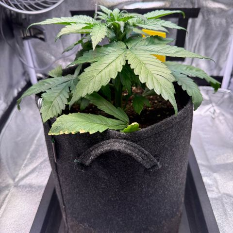 Purple Punch Auto growlog timeline photo