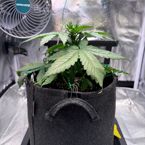 Purple Punch Auto growlog timeline photo