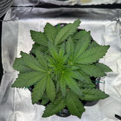 Purple Punch Auto growlog timeline photo