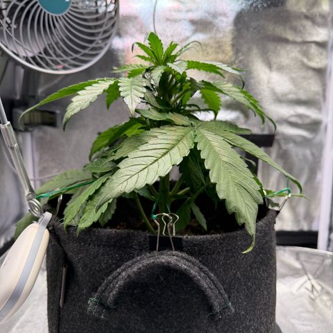 Purple Punch Auto growlog timeline photo
