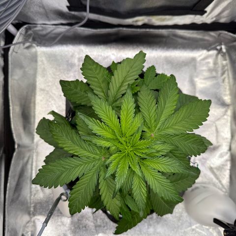 Purple Punch Auto growlog timeline photo