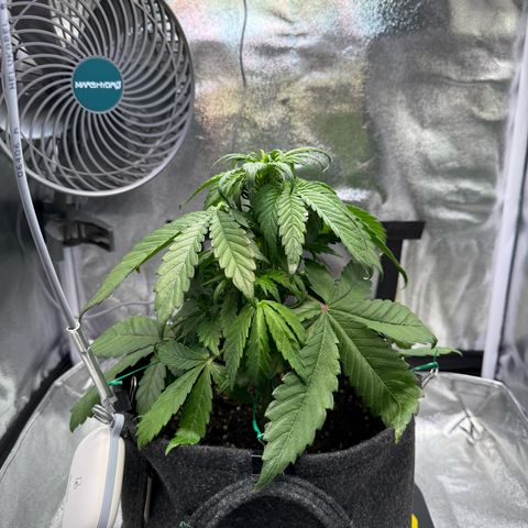 Purple Punch Auto growlog timeline photo