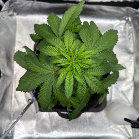 Purple Punch Auto growlog timeline photo