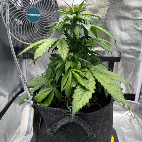 Purple Punch Auto growlog timeline photo