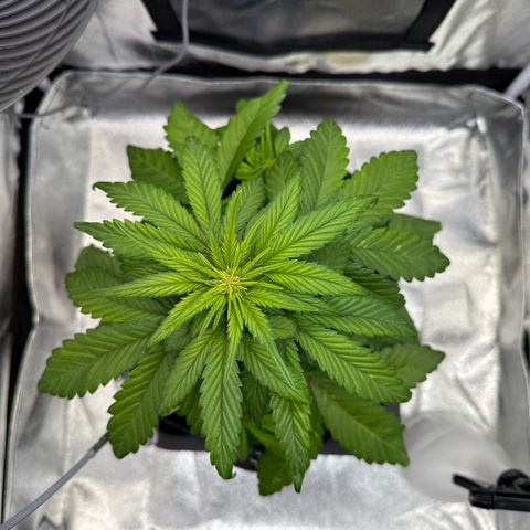 Purple Punch Auto growlog timeline photo