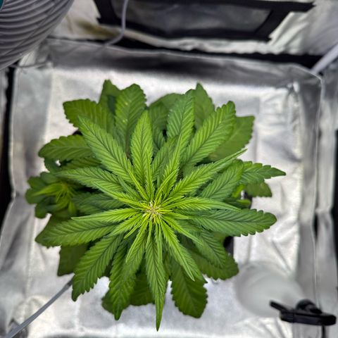 Purple Punch Auto growlog timeline photo