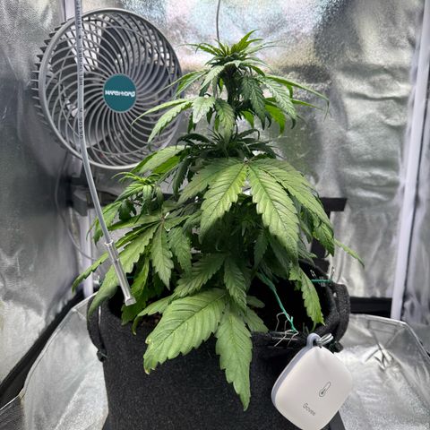 Purple Punch Auto growlog timeline photo