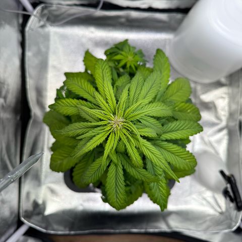 Purple Punch Auto growlog timeline photo