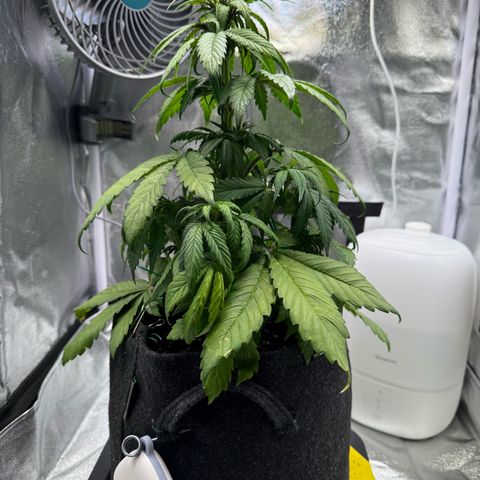 Purple Punch Auto growlog timeline photo