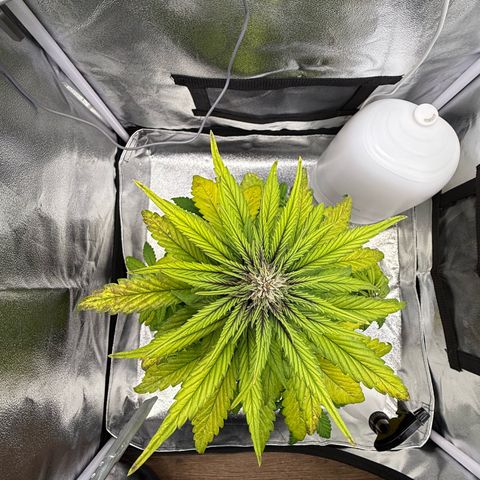Purple Punch Auto growlog photo: Fortgeschrittene Mängel