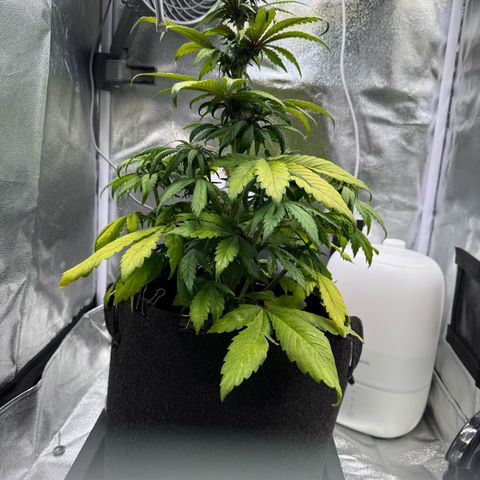 Purple Punch Auto growlog photo: Fortgeschrittene Mängel