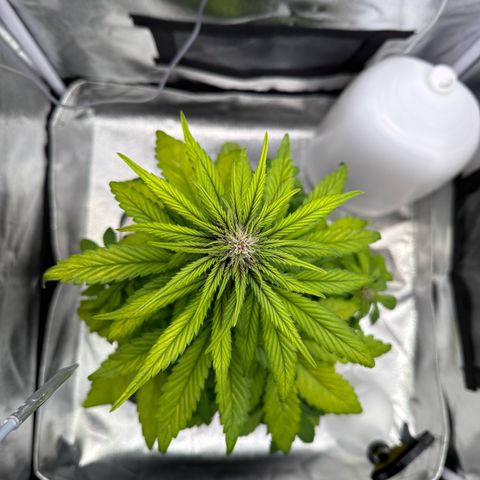 Purple Punch Auto growlog timeline photo