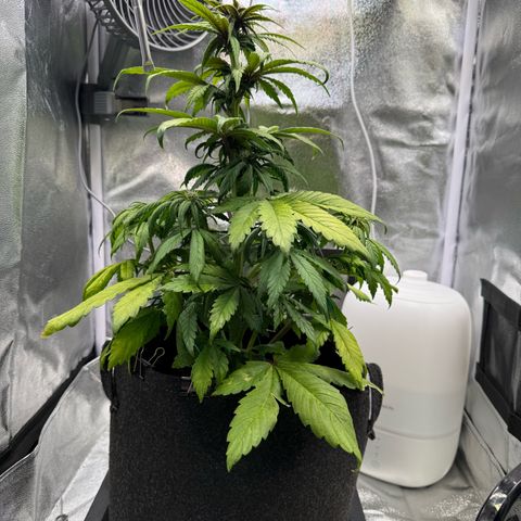 Purple Punch Auto growlog timeline photo