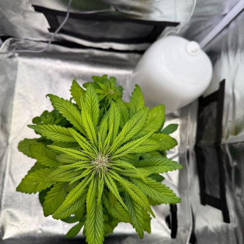 Purple Punch Auto growlog timeline photo