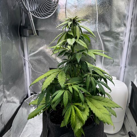 Purple Punch Auto growlog timeline photo