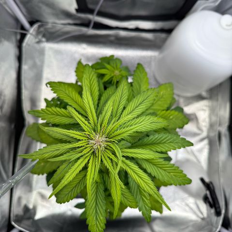 Purple Punch Auto growlog timeline photo