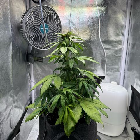 Purple Punch Auto growlog timeline photo
