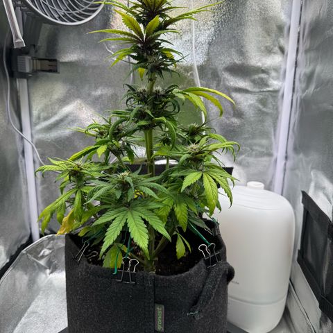 Purple Punch Auto growlog timeline photo