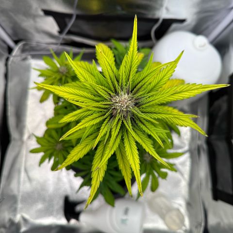 Purple Punch Auto growlog timeline photo