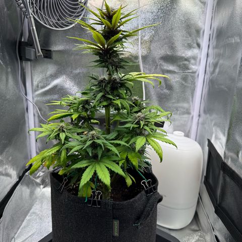 Purple Punch Auto growlog timeline photo
