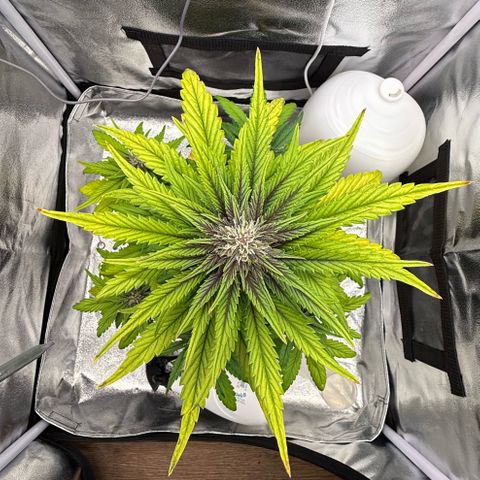 Purple Punch Auto growlog timeline photo