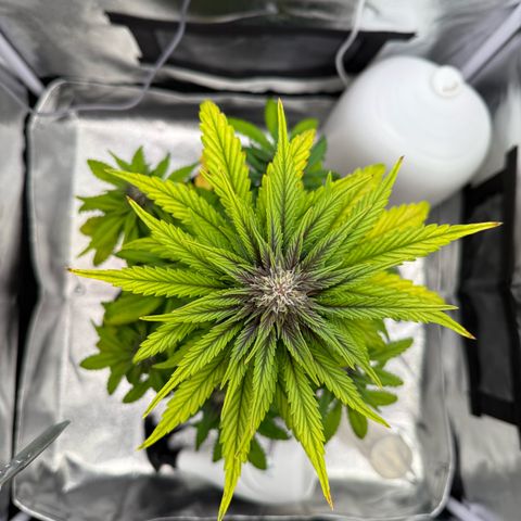 Purple Punch Auto growlog timeline photo