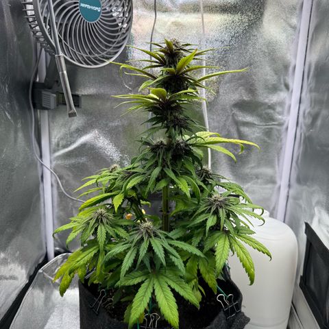 Purple Punch Auto growlog timeline photo