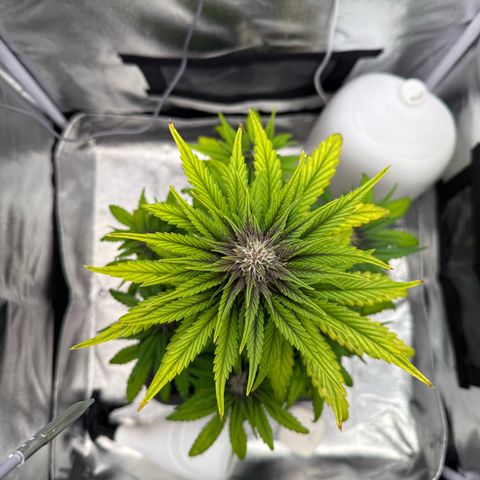 Purple Punch Auto growlog timeline photo