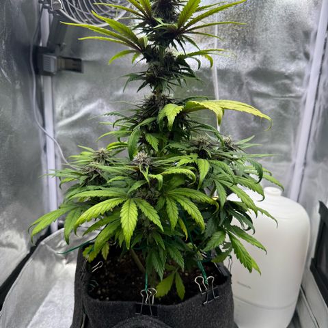 Purple Punch Auto growlog timeline photo