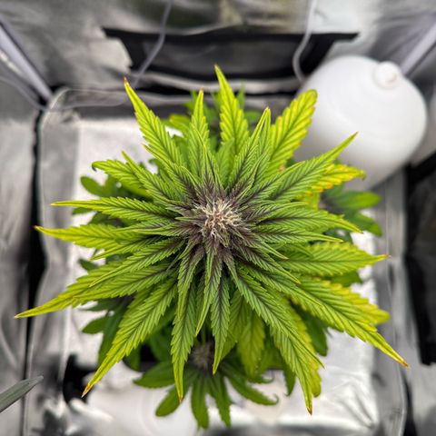 Purple Punch Auto growlog timeline photo