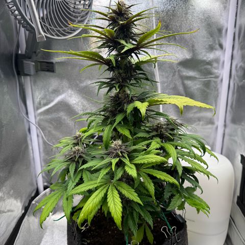 Purple Punch Auto growlog timeline photo