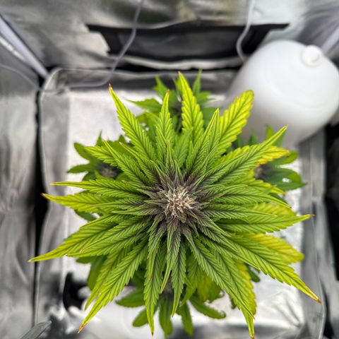 Purple Punch Auto growlog timeline photo
