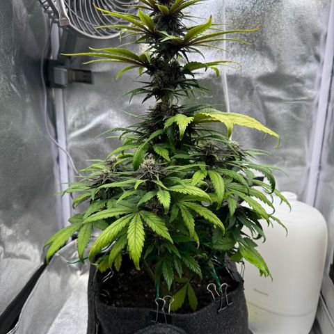Purple Punch Auto growlog timeline photo