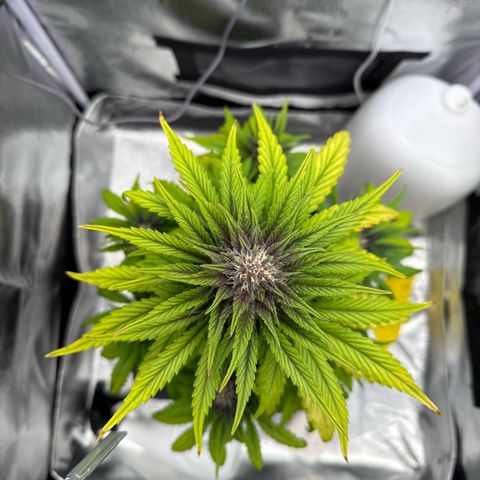 Purple Punch Auto growlog timeline photo