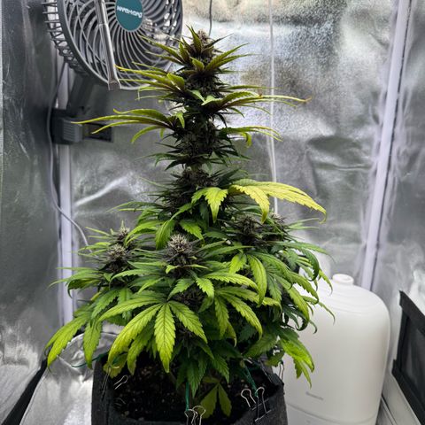 Purple Punch Auto growlog timeline photo