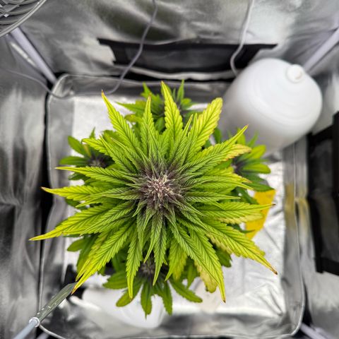 Purple Punch Auto growlog timeline photo