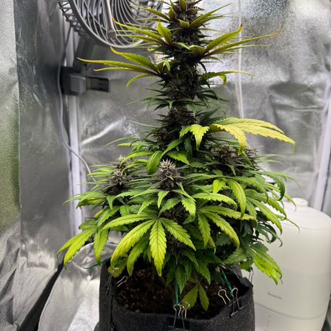 Purple Punch Auto growlog timeline photo