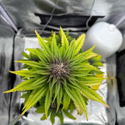 Purple Punch Auto growlog timeline photo