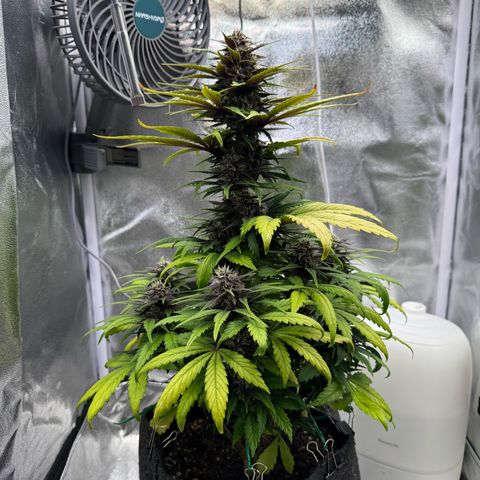 Purple Punch Auto growlog timeline photo