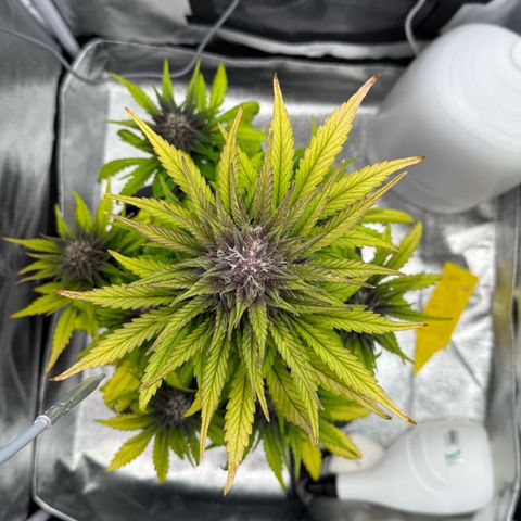 Purple Punch Auto growlog timeline photo