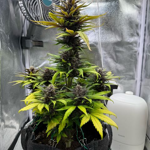Purple Punch Auto growlog timeline photo